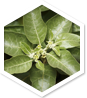 Approved Science Ashwagandha ingredient 1